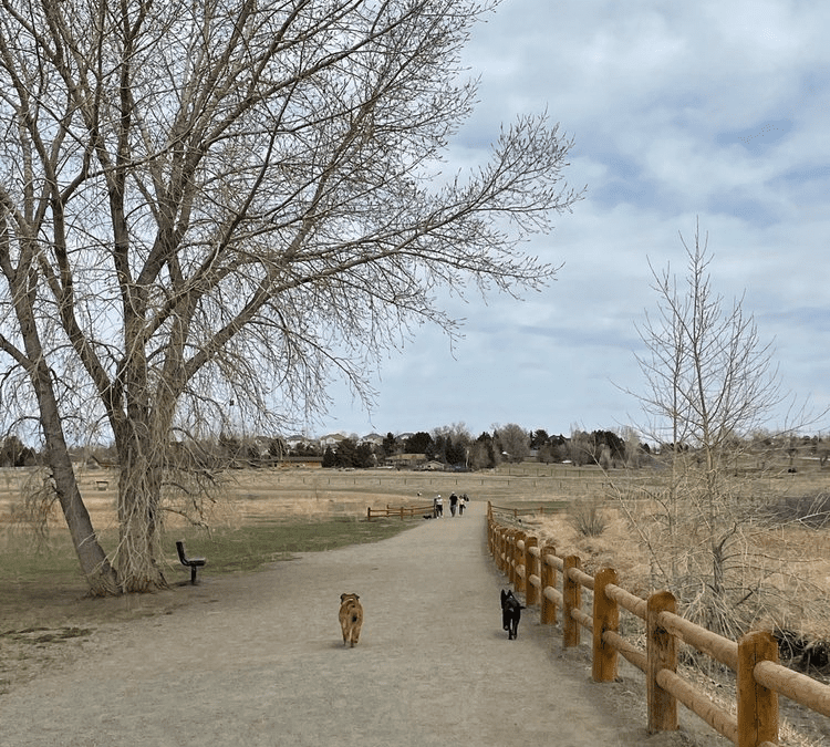 Cherry Creek Dog Off Leash