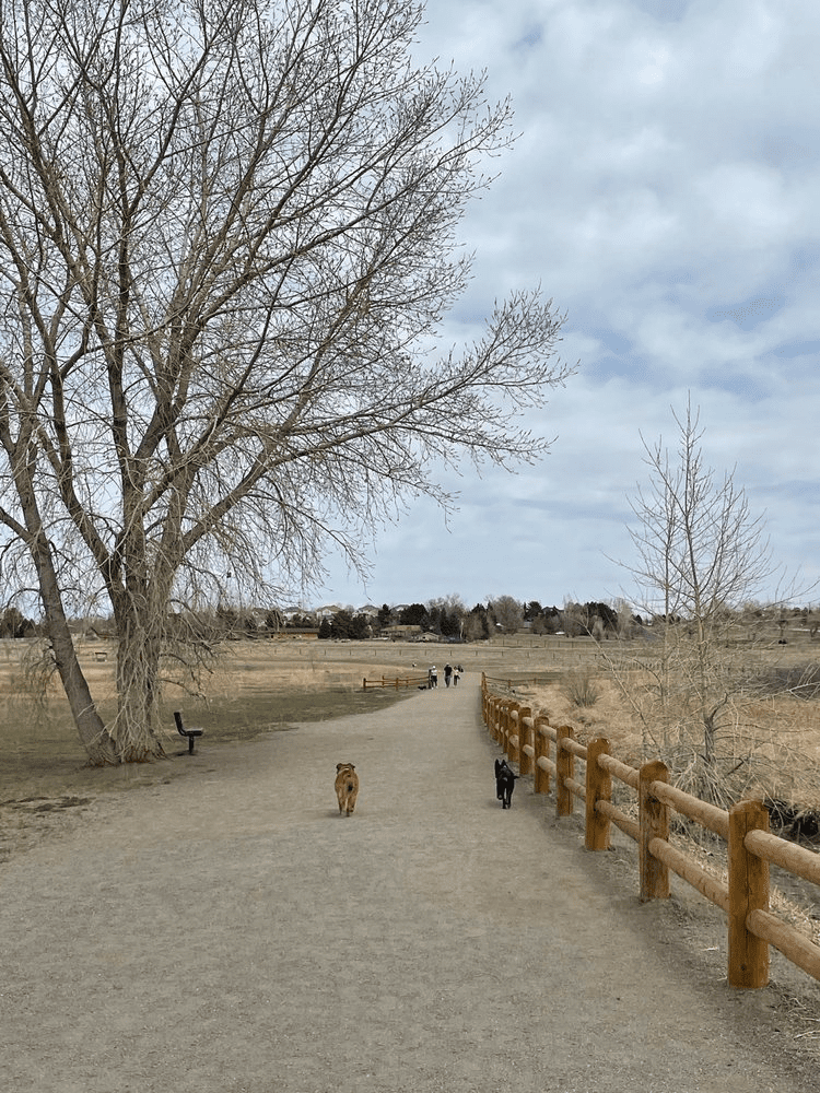 Cherry Creek Dog Off Leash